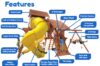 Features diagram 55 5.8 Jaguar Playcenter w Wood Roof 4x6 Monkey Bars Loft Yellow Wacky Wave Slide and Yellow Spiral Slide