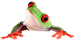 frog